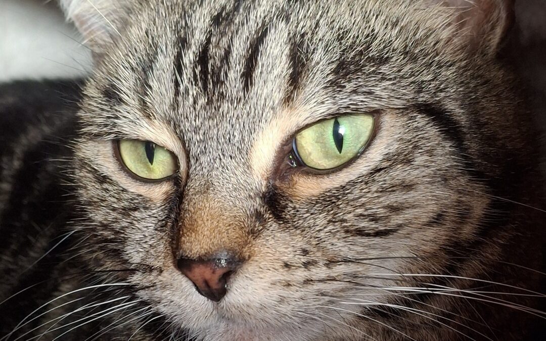 Kitty