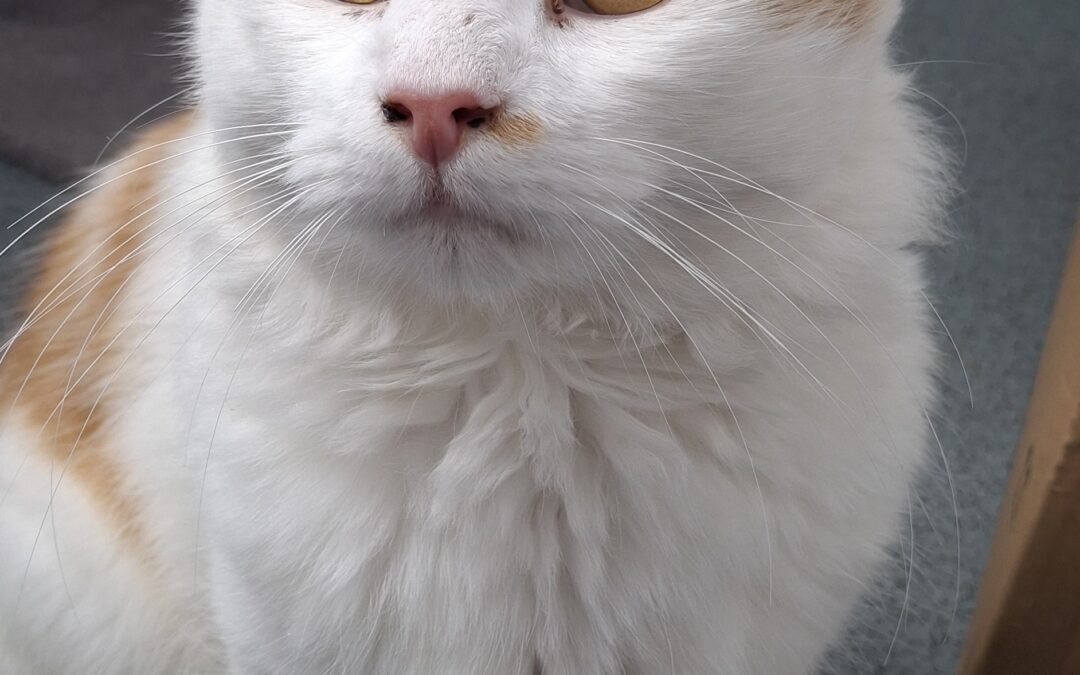 Chief