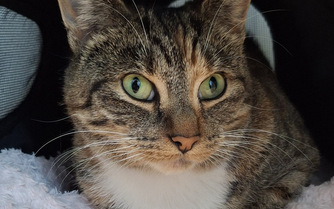 Pippa