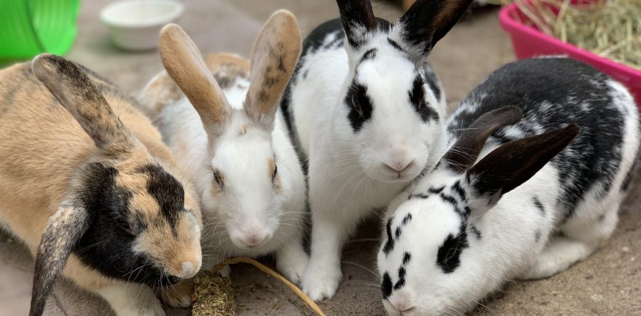 Rose, Blanche, Dorothy & Sophia