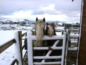 2002 Freshfields Wales