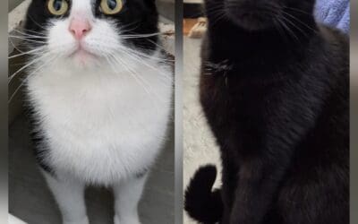 Sooty and Felix