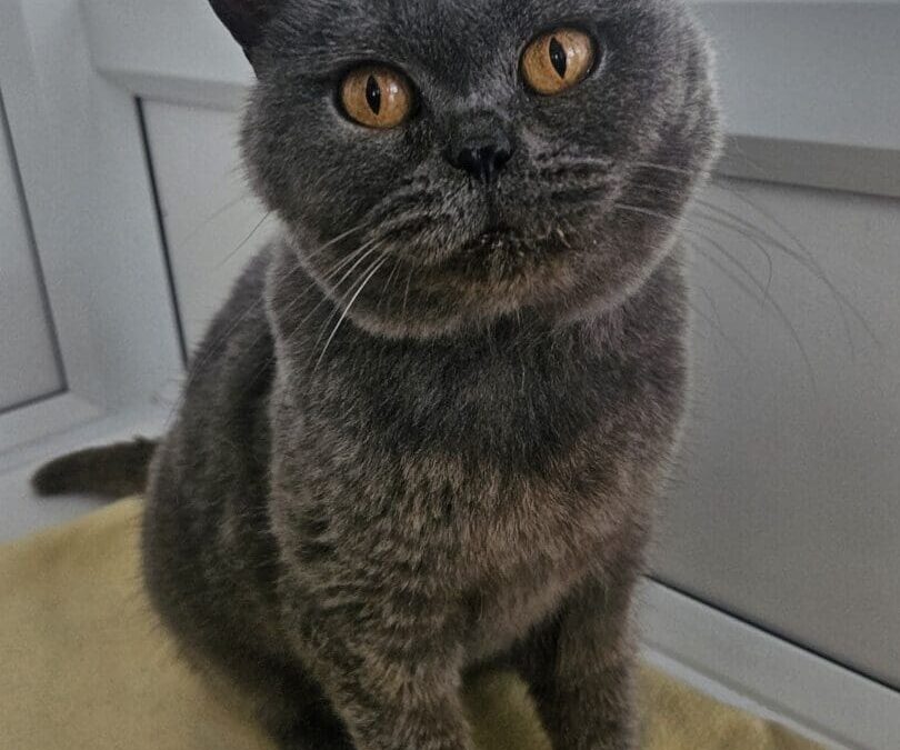 Lucy