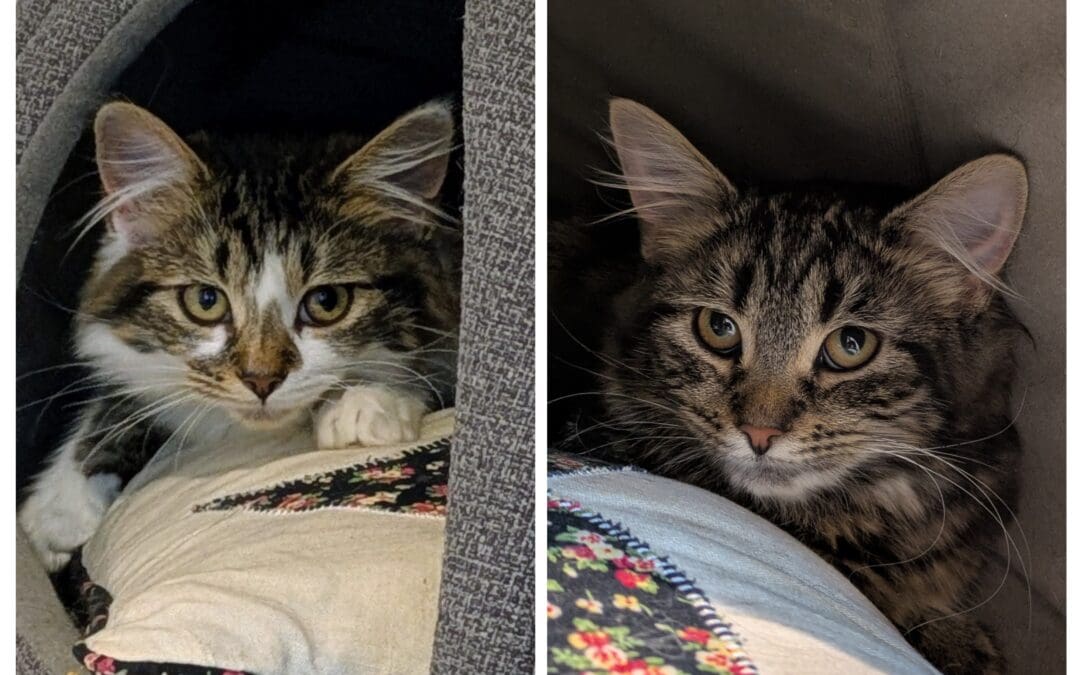 Cookie Crisp and Shreddie