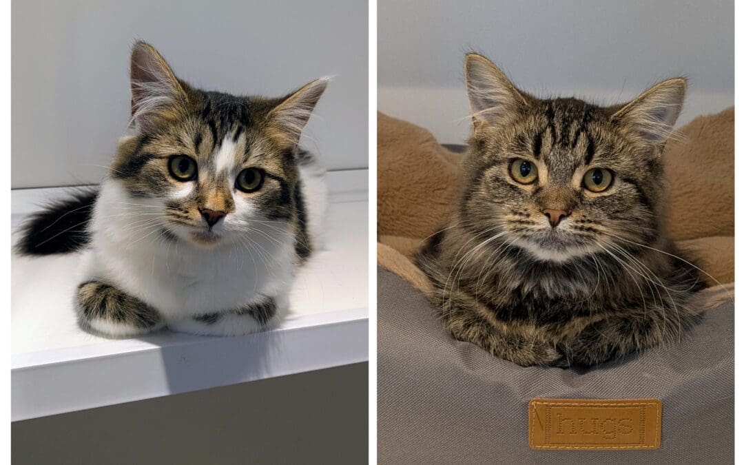 Cookie Crisp and Shreddie