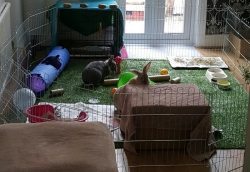 Beaming Bunnies Find Beautiful Home!