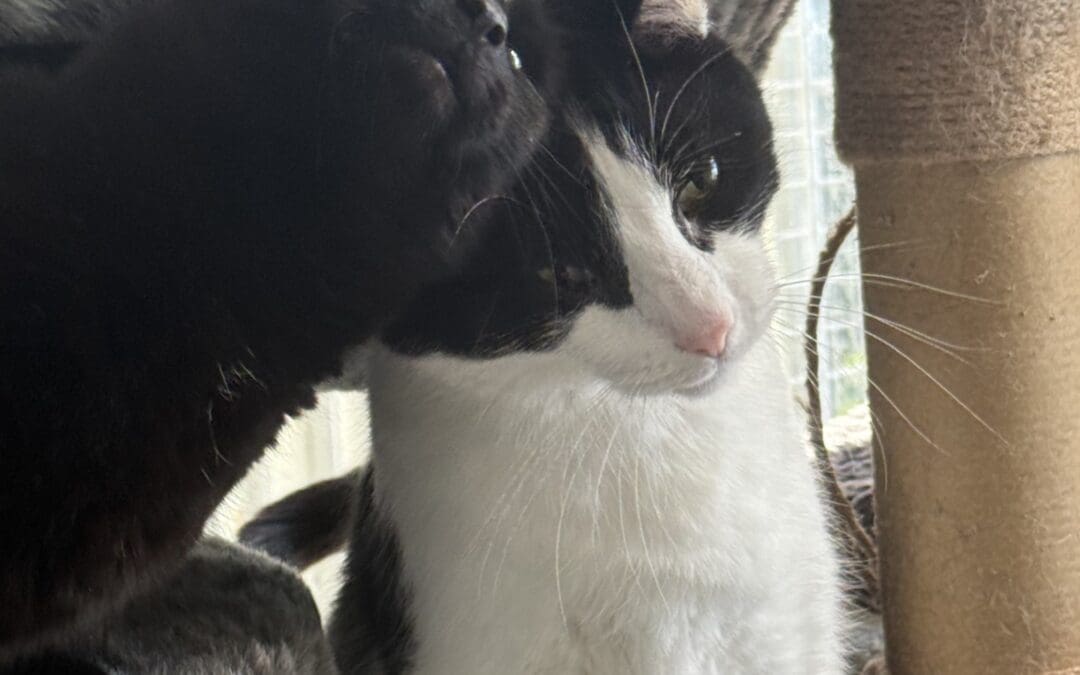 Bertie and Tilly