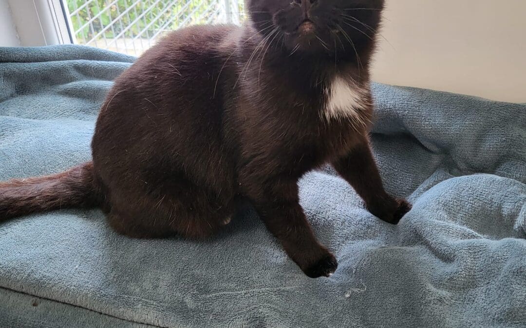 Gomez