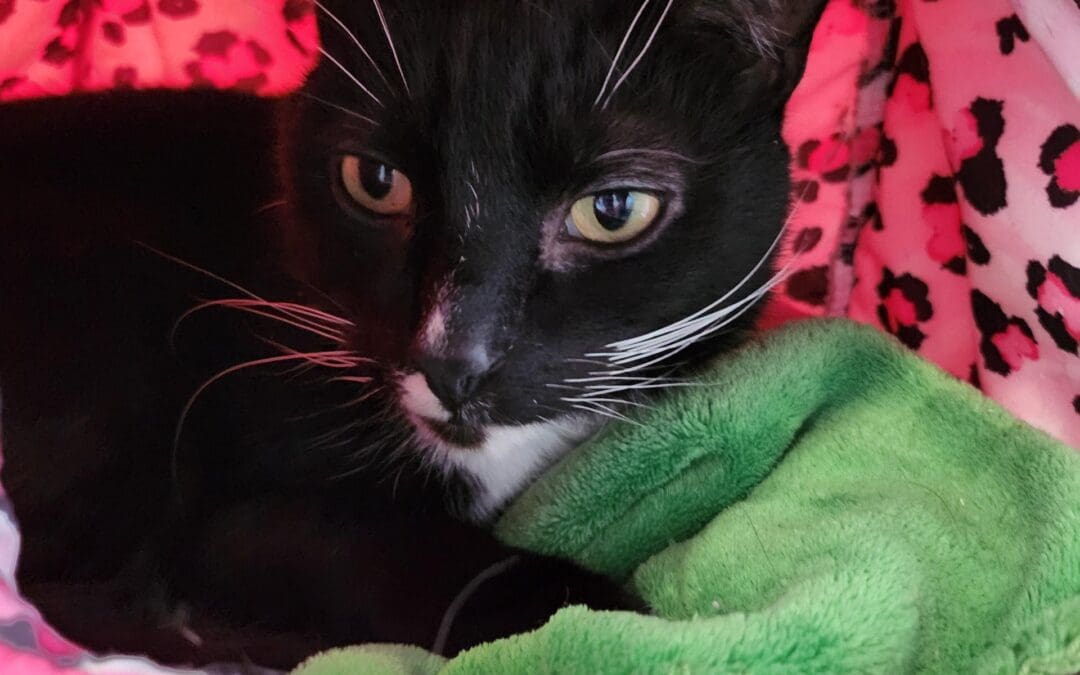 Freshfield animal rescue best sale cats