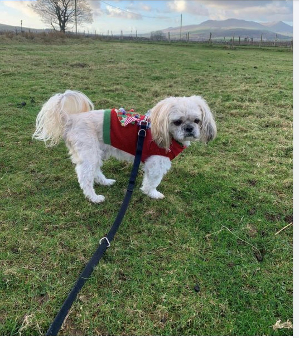 Bobby Shih-tzu