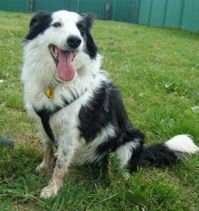 Border Collie