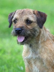 Border Terrier