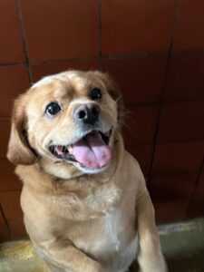 Buddy