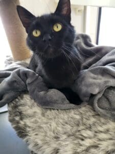 CLEO NEW