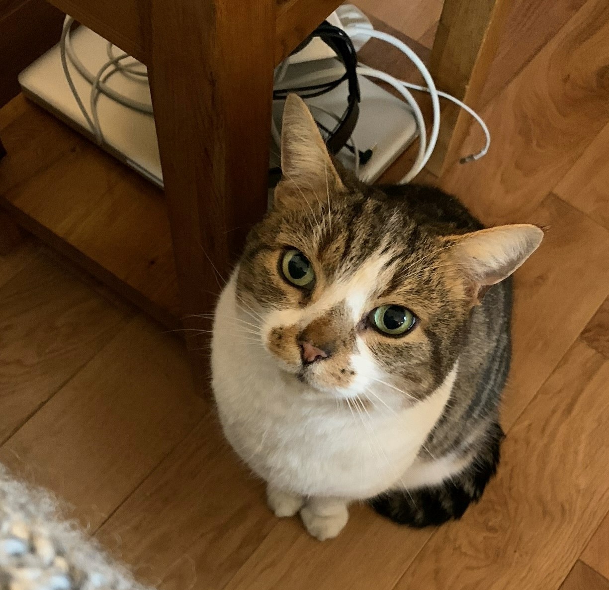 Freshfield animal rescue best sale cats