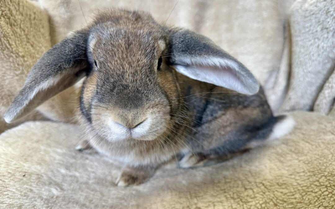 Cinnamon