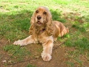 Cocker Spaniel