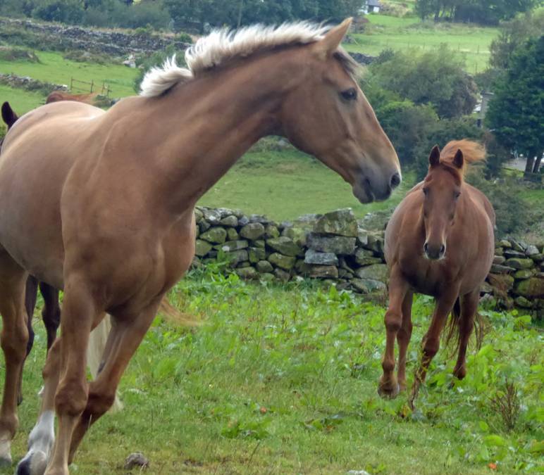 A horse, a piglet and lots of kittens.