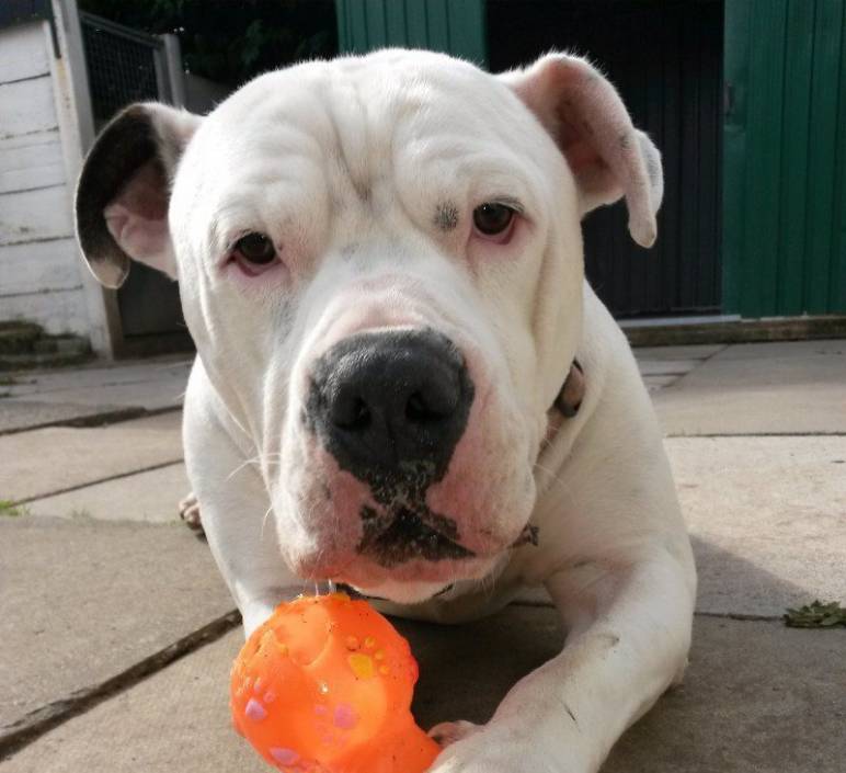 Animal Welfare Inquiry Launched