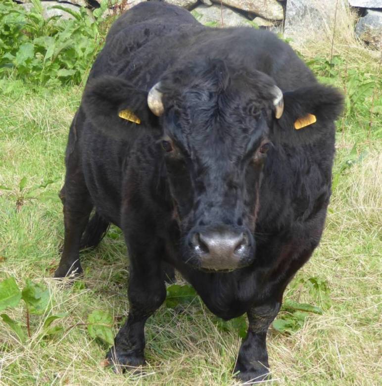 We admit a Dexter cow called ‘Dexter’ !