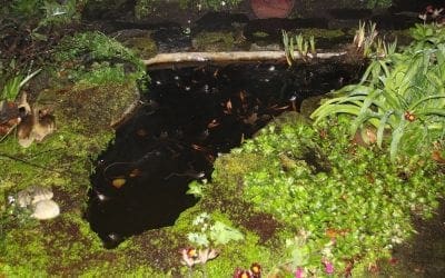 How to make your garden wildlife friendly…