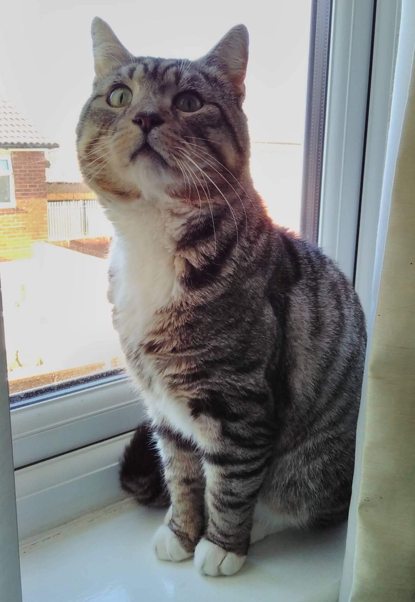 Guapo window