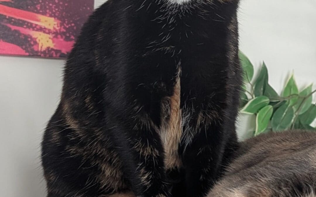 Hazel