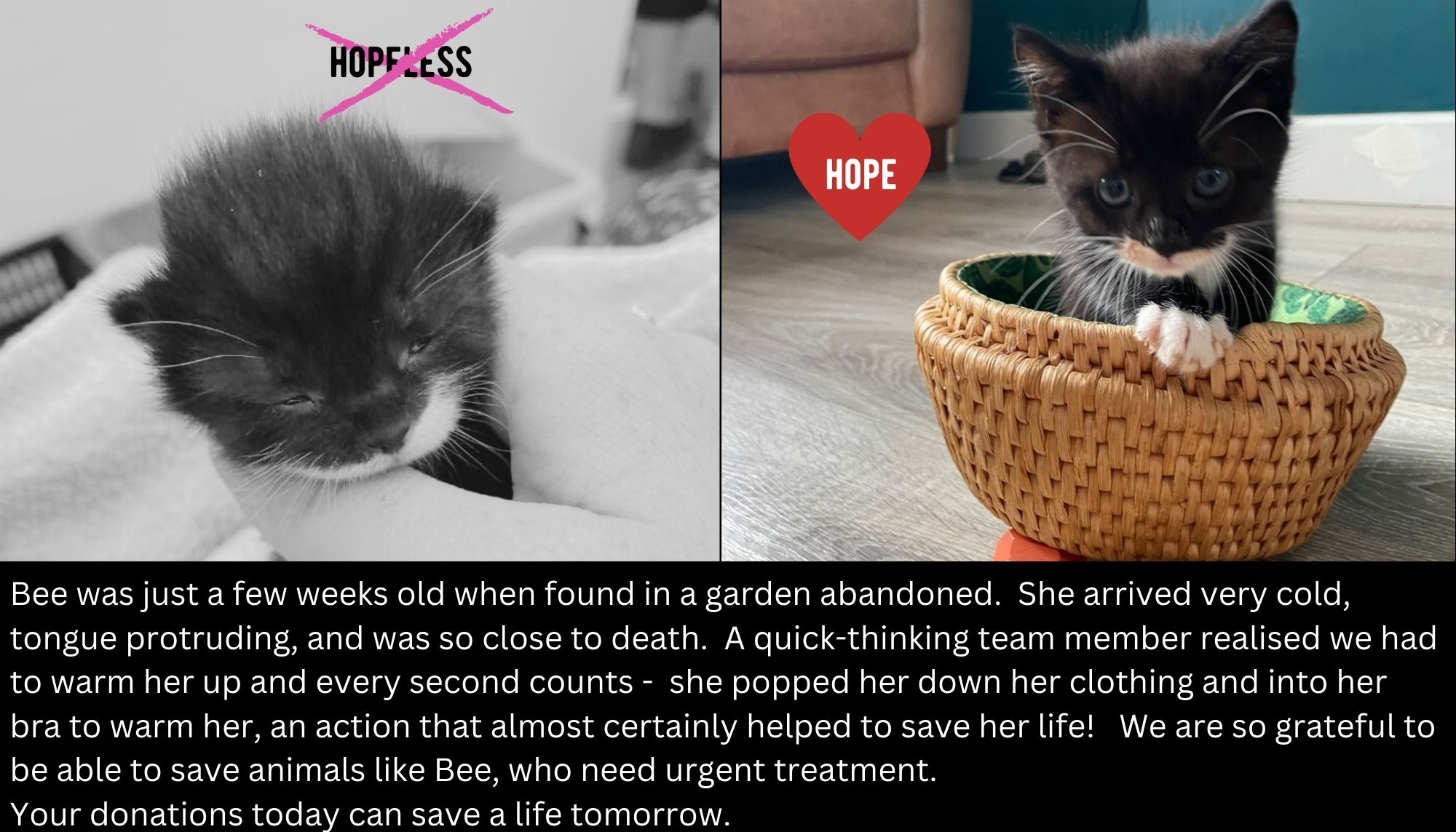 Hopeless leanding page cat