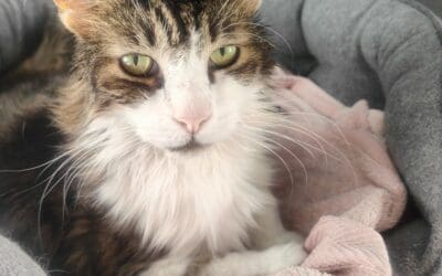 Tiggy