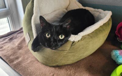 Salem