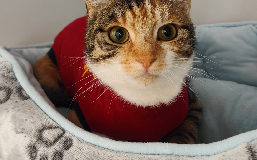 Clementine