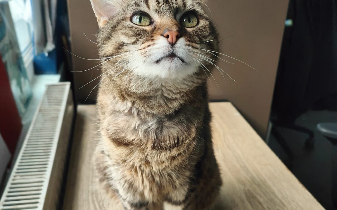Minnie