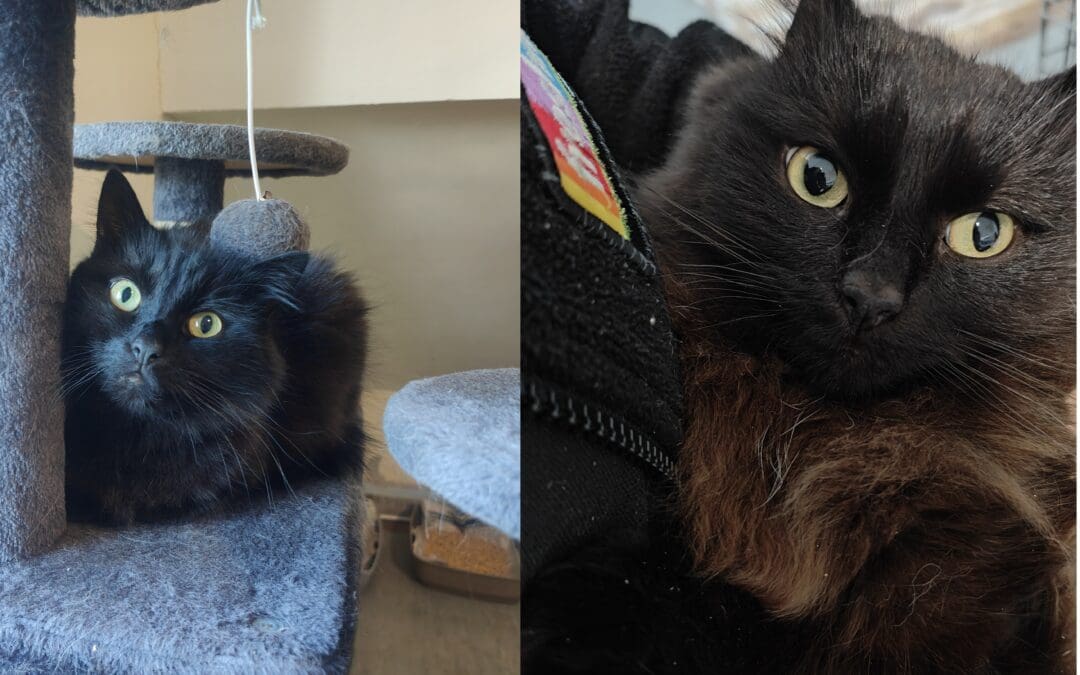 Arty and Kaya