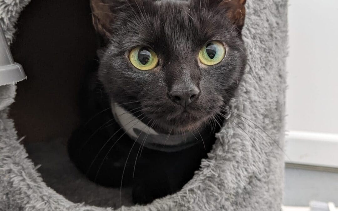 Freshfield animal rescue sales cats