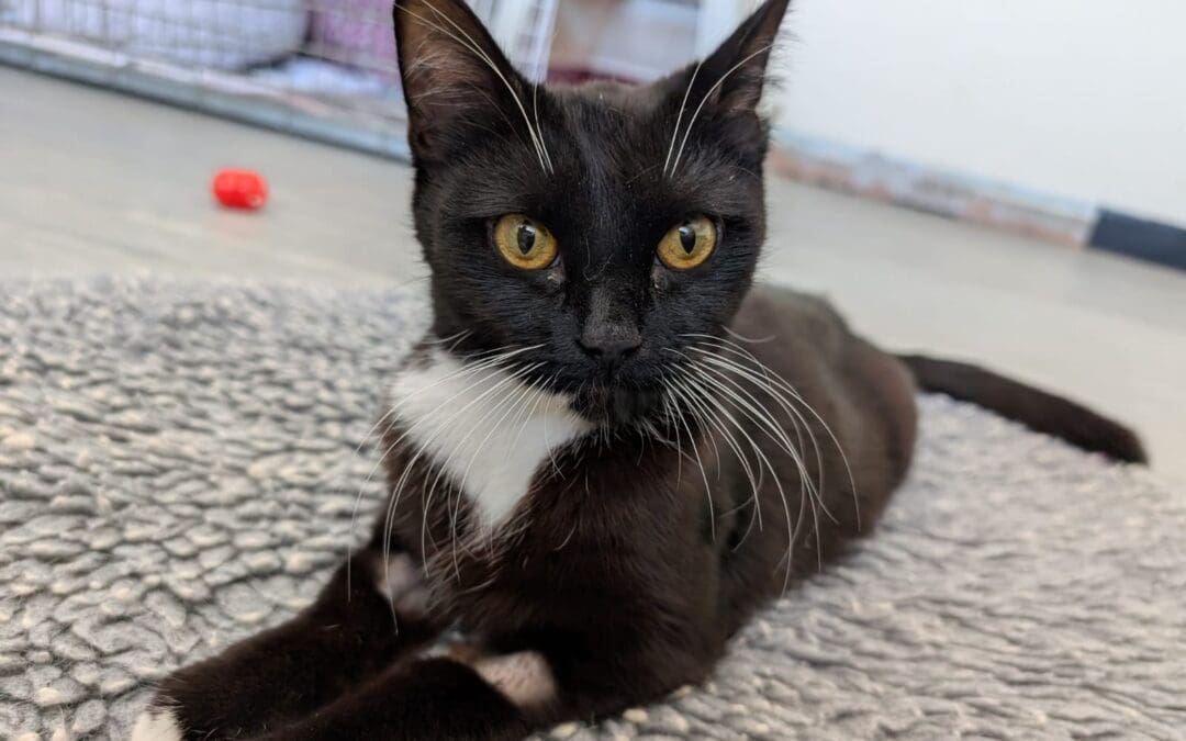 Tegan