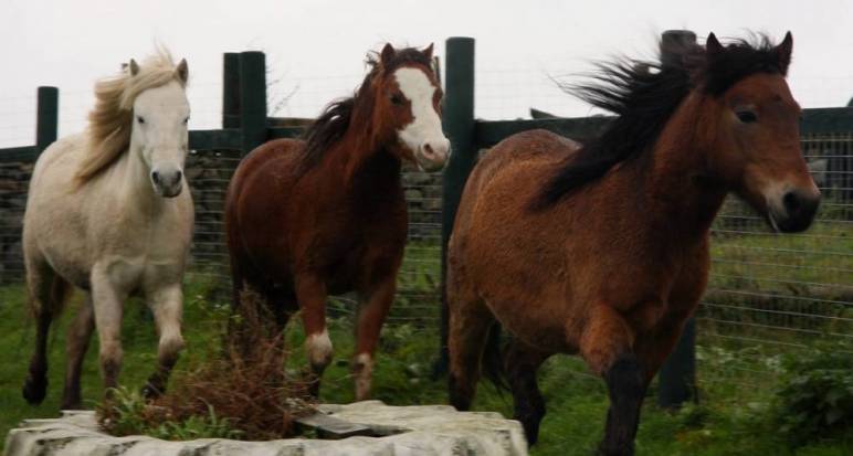 The horses receive  xmas treats