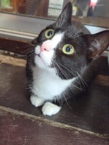 JEMIMA