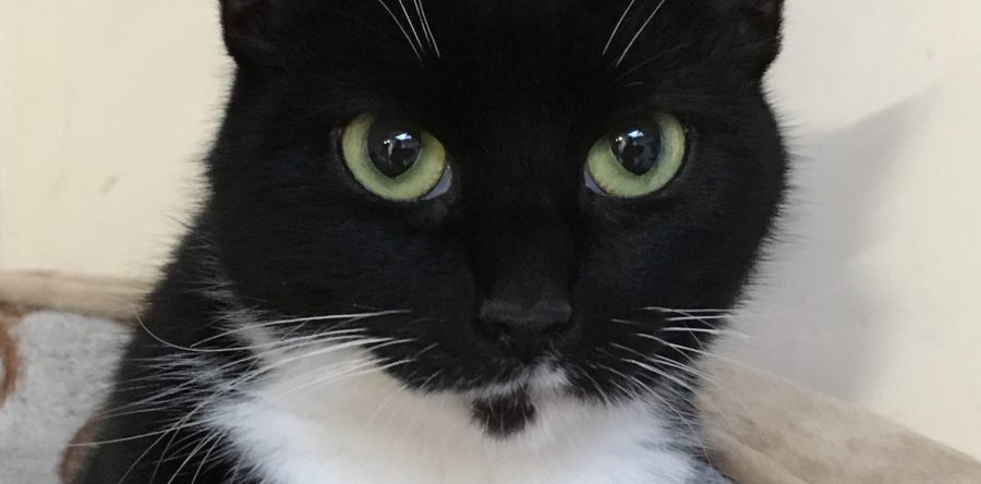 Jax