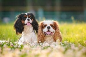 King Charles Spaniel