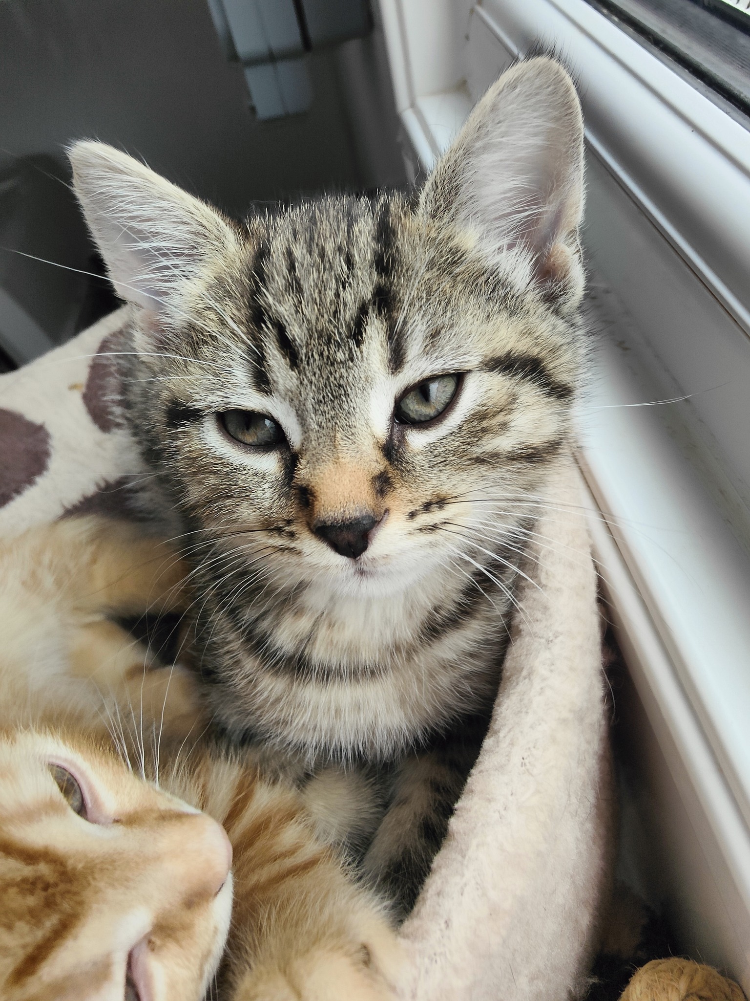 Kitten june 24