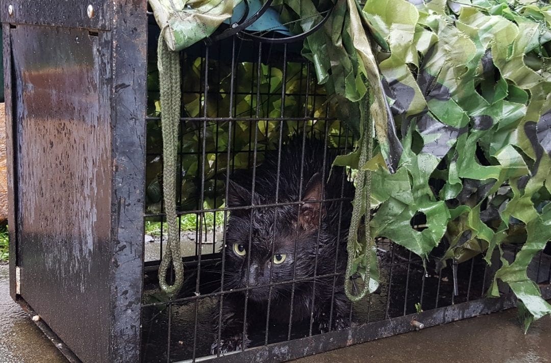 Low Cost Cat Neutering Freshfields Animal Rescue