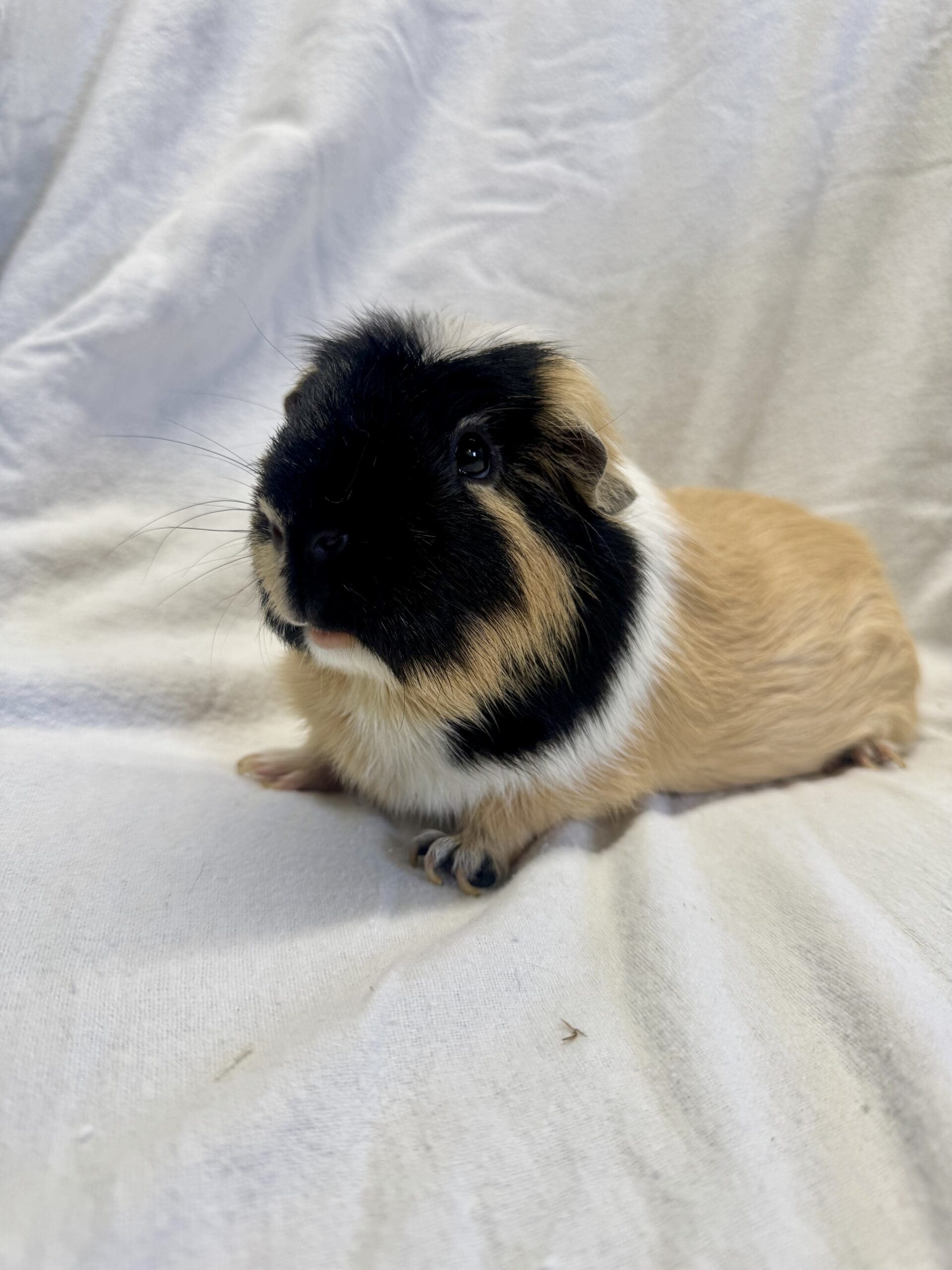 Marvin