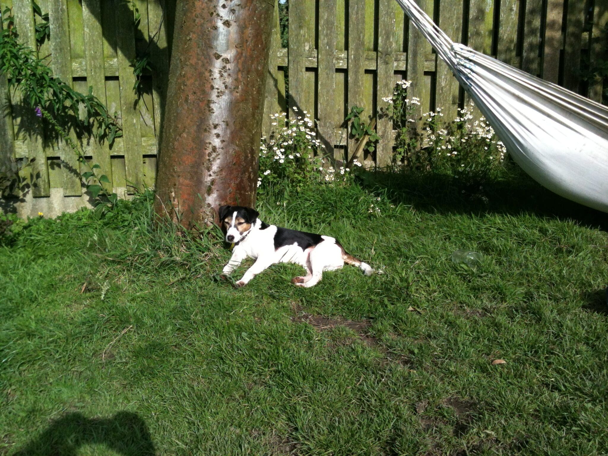 Millie memorial may 26