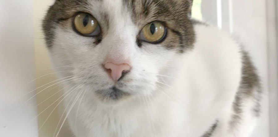Milo