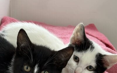 Mini & Snowy