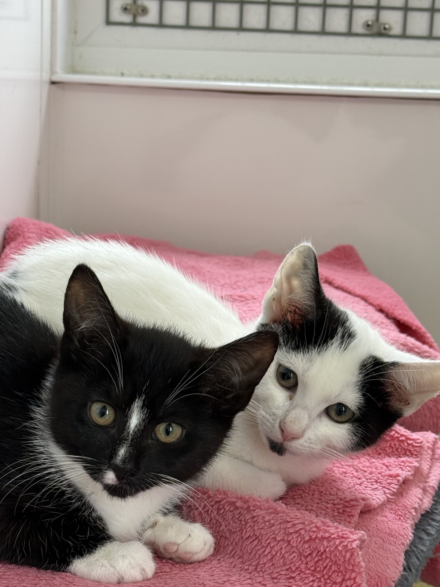 Mini and Snowi