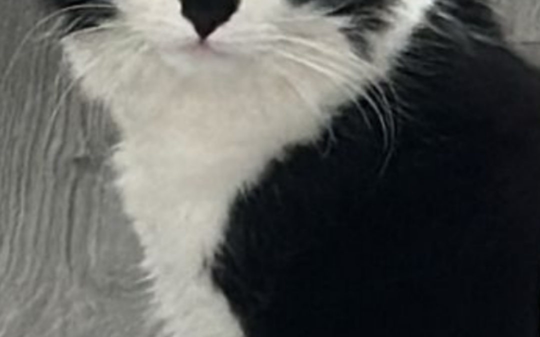 OZZY