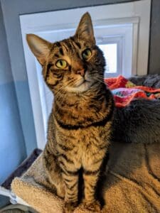 Freshfield animal hot sale rescue cats