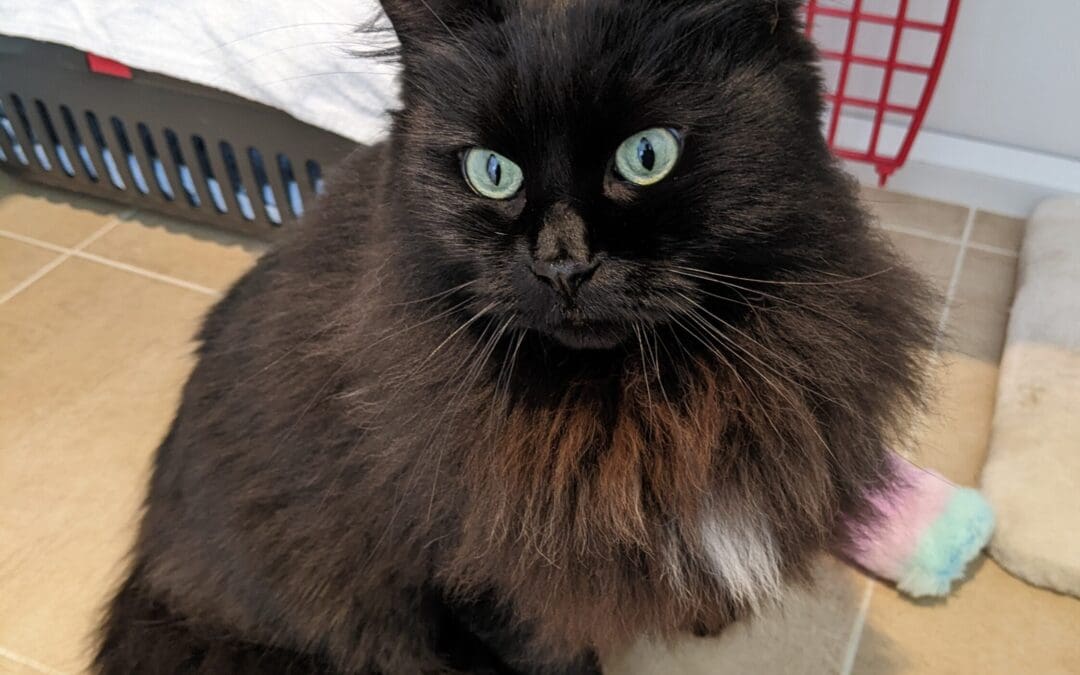 Freshfield animal hot sale rescue cats