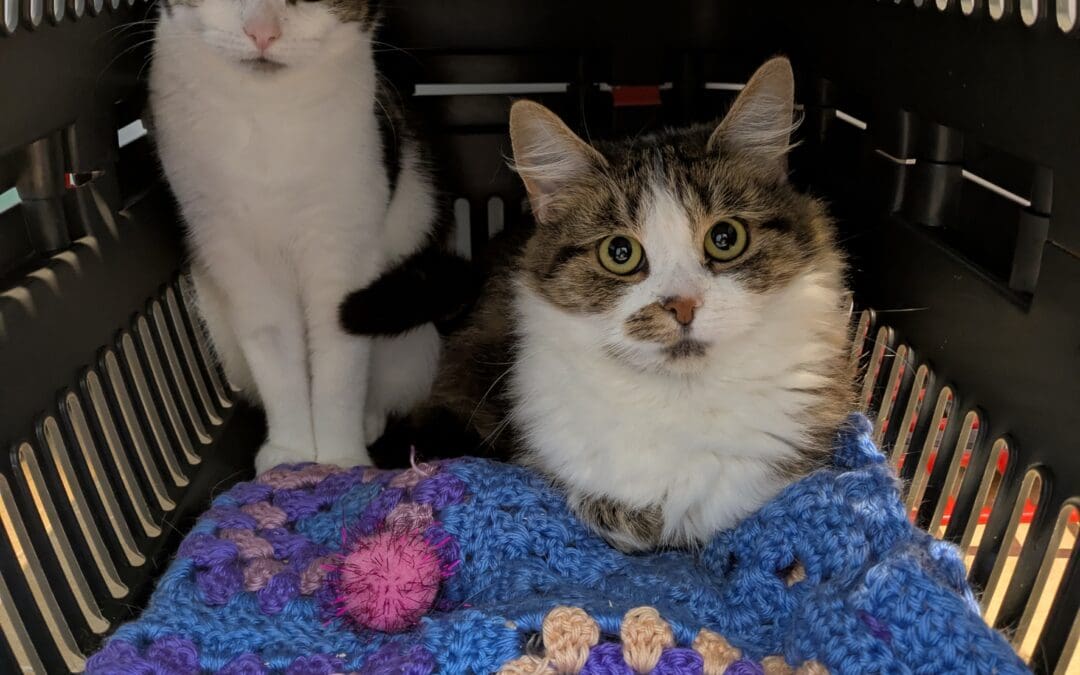 Lucky Charm and Frosties